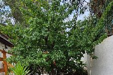 Maison à Hyères - Villa familiale climatisée, plage à pied