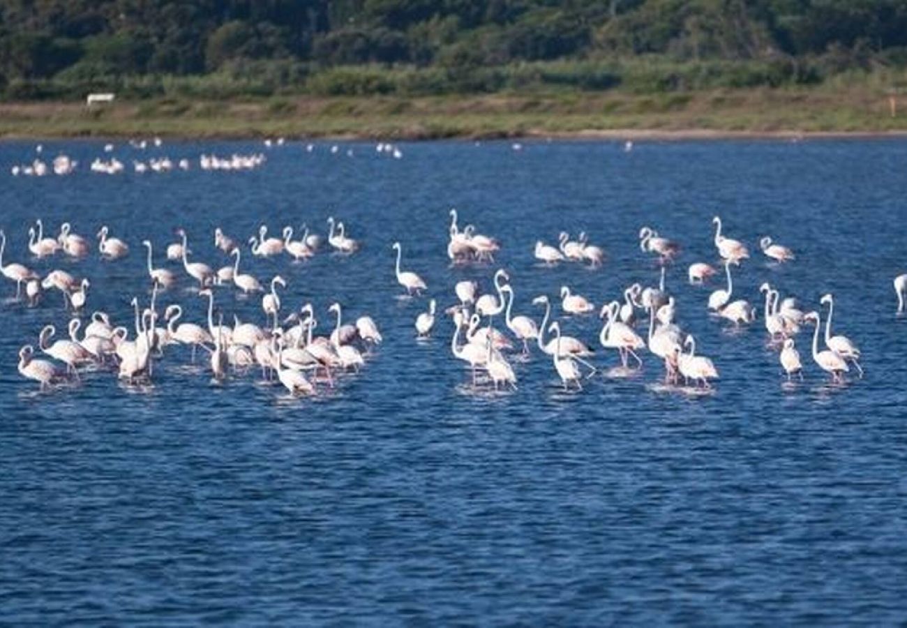 Villa à Hyères - Le diamant blanc de la presqu'île de Giens piscine 